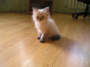 Продам котенка балинезийской породы