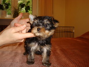 Йоркширского терьера щенки с отличной родословной! Прививки,  ветпаспо