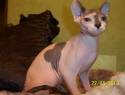 Канадский сфинкс котята,  продам.