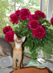 Абиссинские котята – маленькие пумы