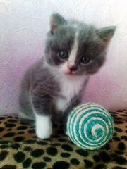 котята скоттиш страйт подарок,  доставка