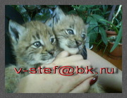 РЫСЬ ПРОДАМ КОТЯТ ручных рысят