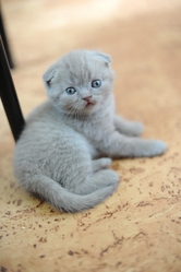 шотландская вислоухая