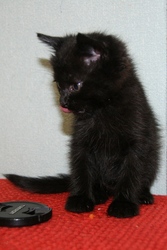 Отдам дымчатого и черного котят бесплатно