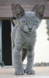 Сфинкс пепельный