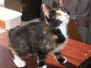 котята-рысята курильского бобтейла срочно!