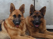 немецкая овчарка щенки вязки