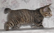котята курильский бобтейл