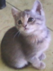 Котенок девочка супер - ласковая очаровашка! Киев