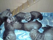 Декоративные хорьки(фретки)