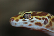 Леопардовый геккон, пятнистый эублефар Eublepharis macularius