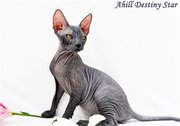 Продажа котят Донского сфинкса
