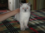Британский котенок