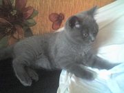 СРОЧНО, ЩОТЛАНДЕЦ, ДЕШЕВО!!!!!