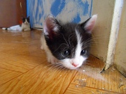 Отдам котёнка в добрые руки даром