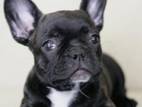 французский бульдог,  девочка,  4.5 мес.