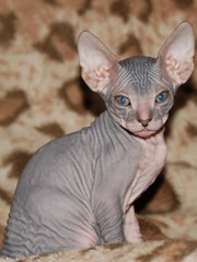 Котята донского сфинкса (голые кошки). Донской сфинкс