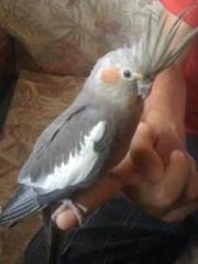 Продам Корелл- 