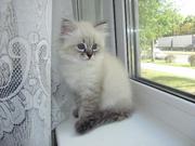 невские маскарадные котята