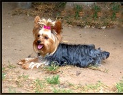 щенки йоркширского терьера