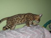 Бенгальские коты, кошки, котята.