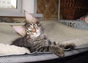 Мейн кун котята продаются Киев