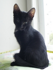 Подарим замечательного игривого черного котенка