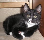 котята курильского бобтейла срочно!