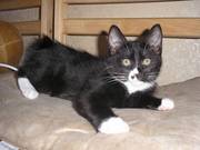 котята-рысята курильского бобтейла срочно!