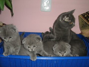 Продам замечательных шотландских котят