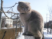 Вязка с шотландским вислоухим.