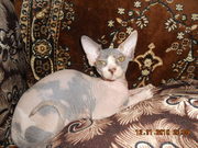 Продам кошечку Канадского сфинкса.