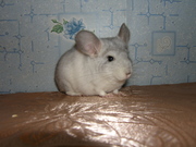 Белая Шиншиллка.Доступная цена.