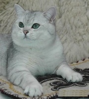 Британский кот окраса серебристая шиншила