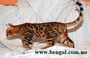 Бенгальская кошечка с Киевского питомника «Little Pride»  