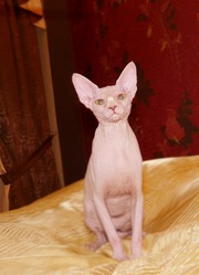 котята сфинкс канадский