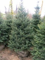 Сосна,  ель новогодняя и крестовины к ним