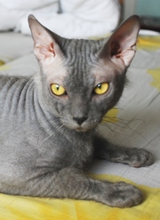 Донской сфинск ищет девочку для вязки