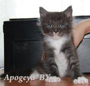 Элитные  котята  породы Мейн –Кун