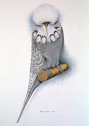 Продам выставочные волнистые попугаи-чехи.