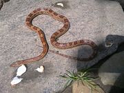 Продам рептилию.,  Маисовый полоз.