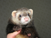 Продам хорька,  фредку