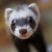 Продам фредку (хорька декаративного)