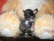  Чихуахуа Доставка  По Украине